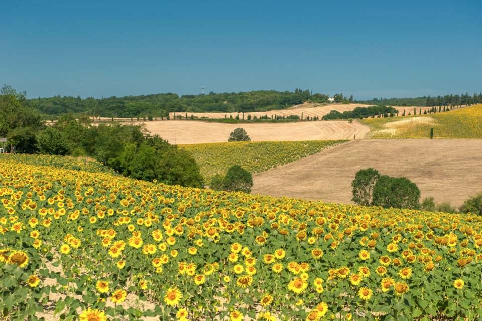 Highlights Of Tuscany Tour With Lunch In Chianti Wine Farm