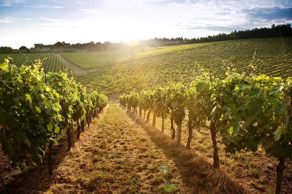 Chianti Hills: App Guided E‑Vespa Tour with Lunch