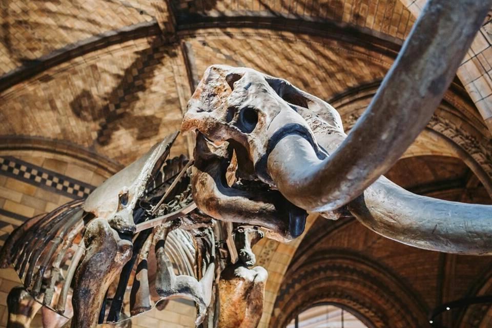 Natural History Museum Express Guided Tour and Audio Guide
