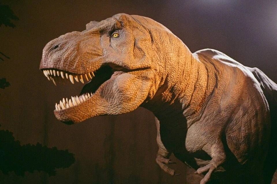 Natural History Museum Express Guided Tour and Audio Guide