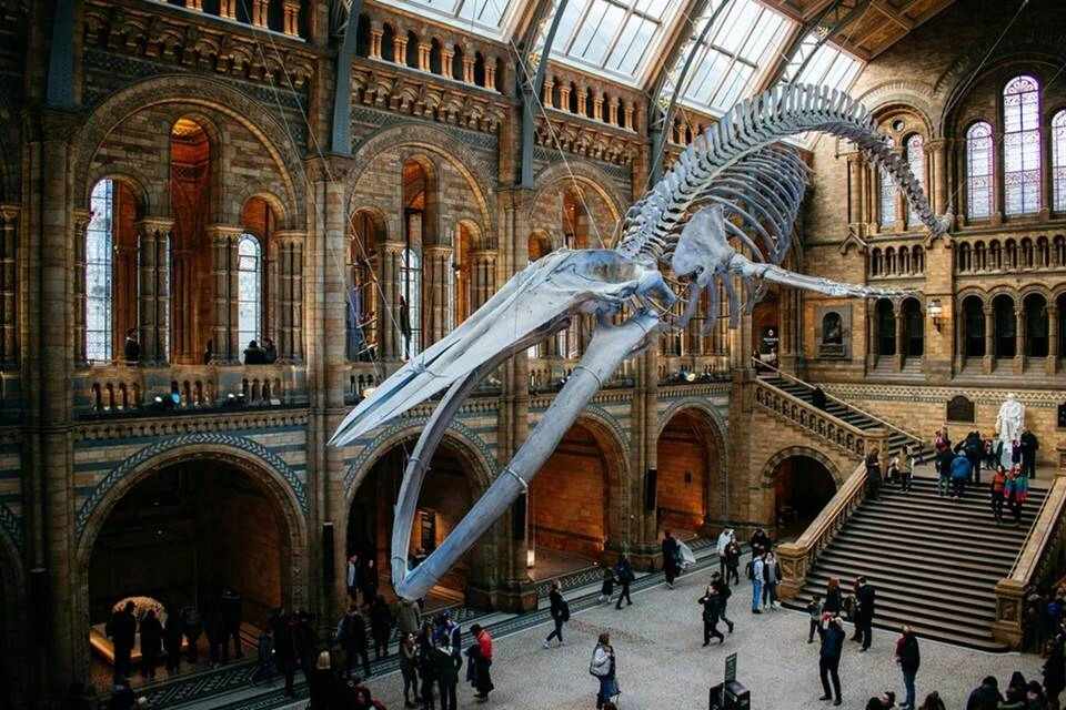Natural History Museum Express Guided Tour and Audio Guide