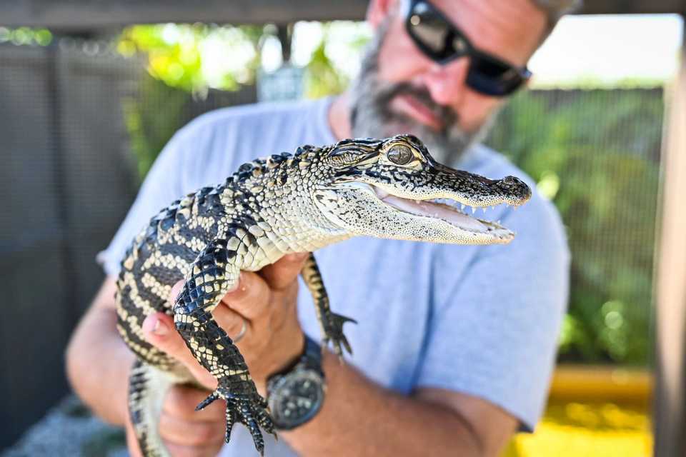 Big Bus Tours: Miami Hop-On, Hop-Off Discover Ticket with Everglades Experience