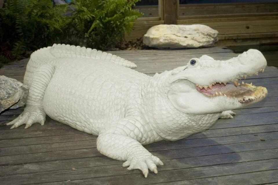 Airboat Ride and Gatorland Park Combo