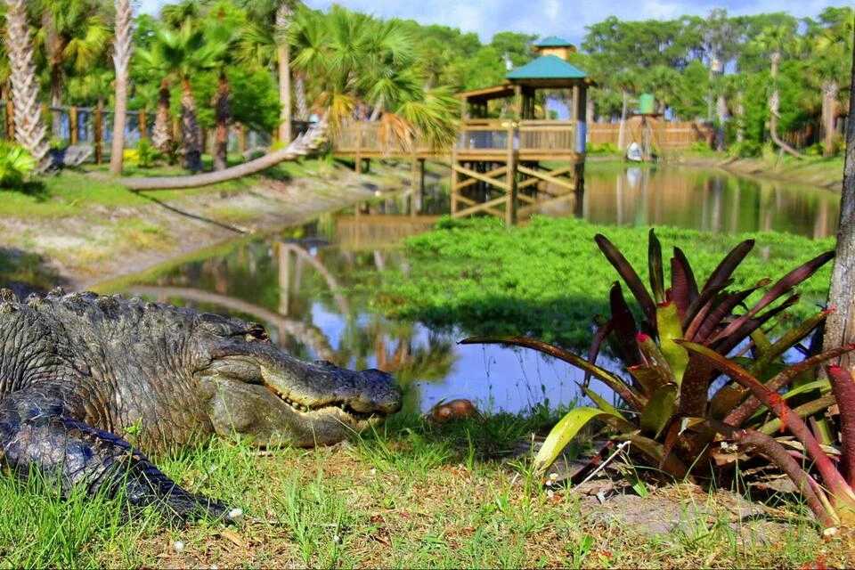 Airboat Adventure Package at Wild Florida with Roundtrip Transportation