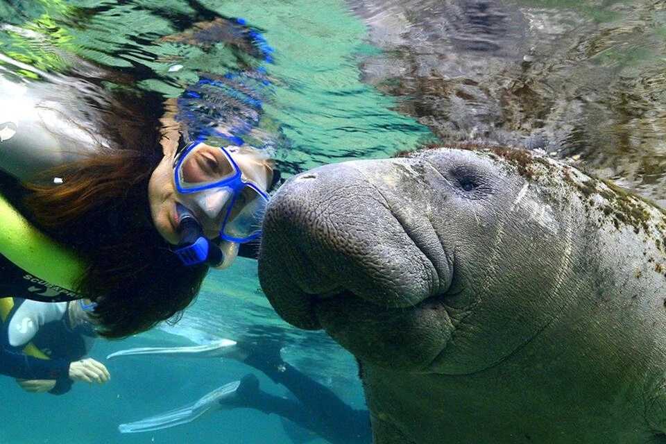 Manatees Swim, Snorkel and Boat Day Tour with Optional Airboat Ride