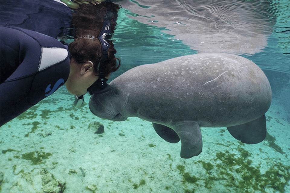 Manatees Swim, Snorkel and Boat Day Tour with Optional Airboat Ride
