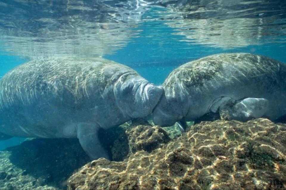 Manatees Swim, Snorkel and Boat Day Tour with Optional Airboat Ride