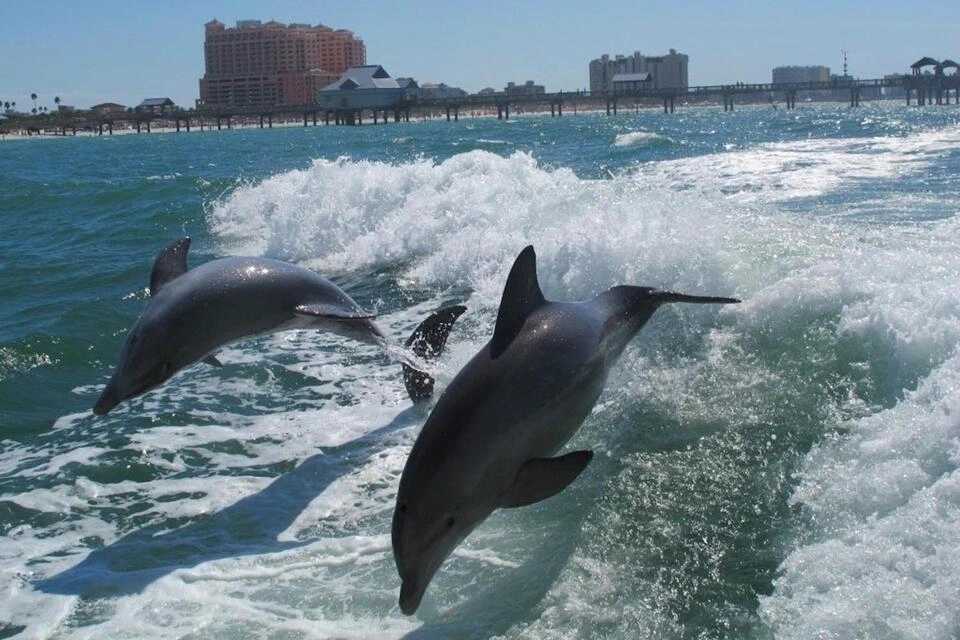 Clearwater Beach Day Trip and Experiences 