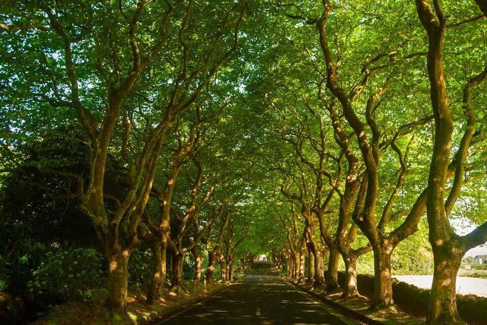 Terceira Island: A Journey to the Volcanic Heart of the Azores