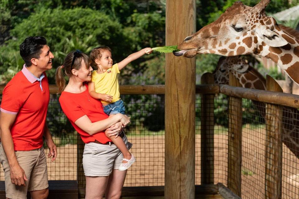 Go City: San Antonio Highlights Pass Visit 3 Top Choices