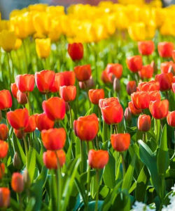 Day Tour to Keukenhof by Bus from Amsterdam