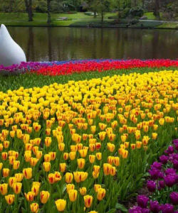 Day Tour to Keukenhof by Bus from Amsterdam