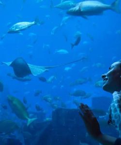 Barcelona City Tour: Hop-On, Hop-Off Bus Tour with Aquarium Ticket