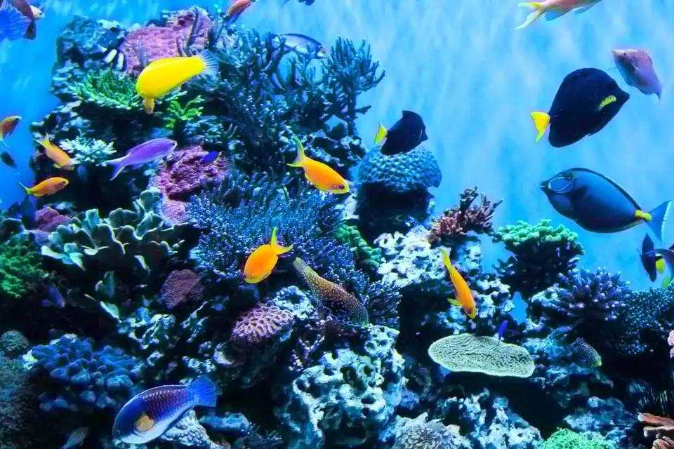 Barcelona Aquarium