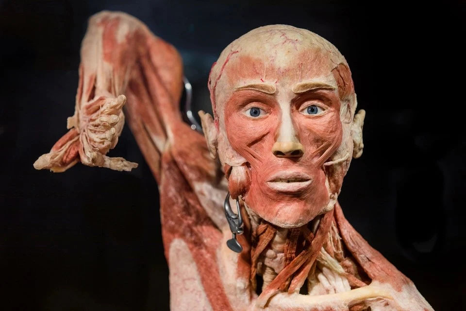 Amsterdam BODY WORLDS