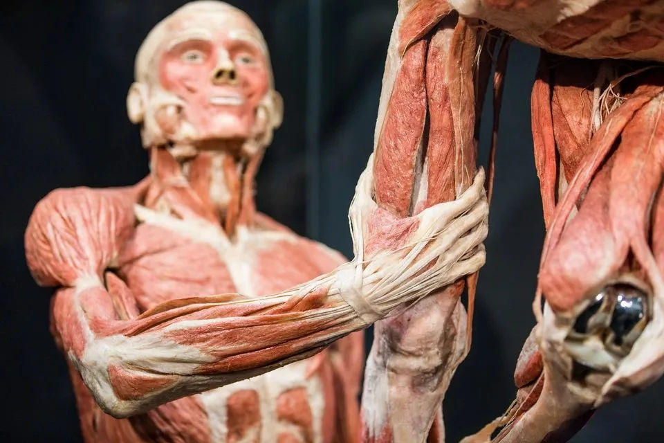 Amsterdam BODY WORLDS