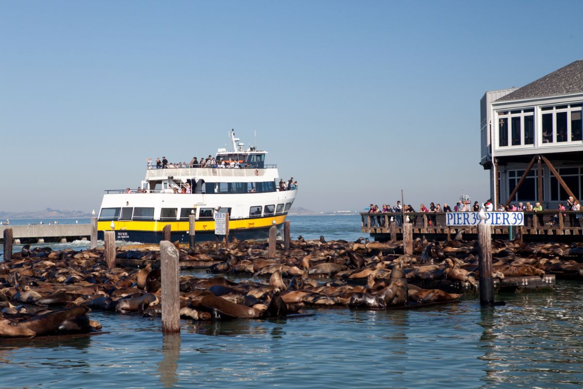 Skyline Sightseeing: San Francisco Bay Cruise & Double-Decker Night Tour
