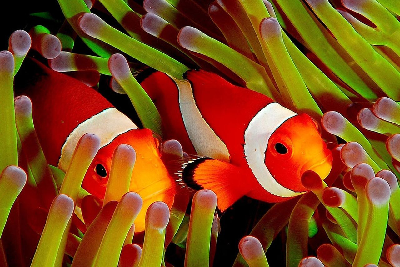 Benalmadena Sea life