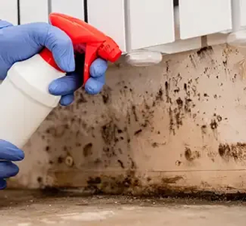 Mold Testing & Remediation