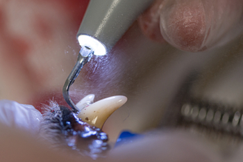 Dental Care