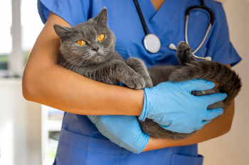 Wellness Exams & Checkups