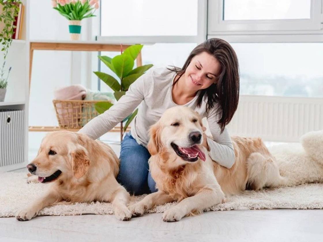 pet_lovers_JReK9An8o3.webp