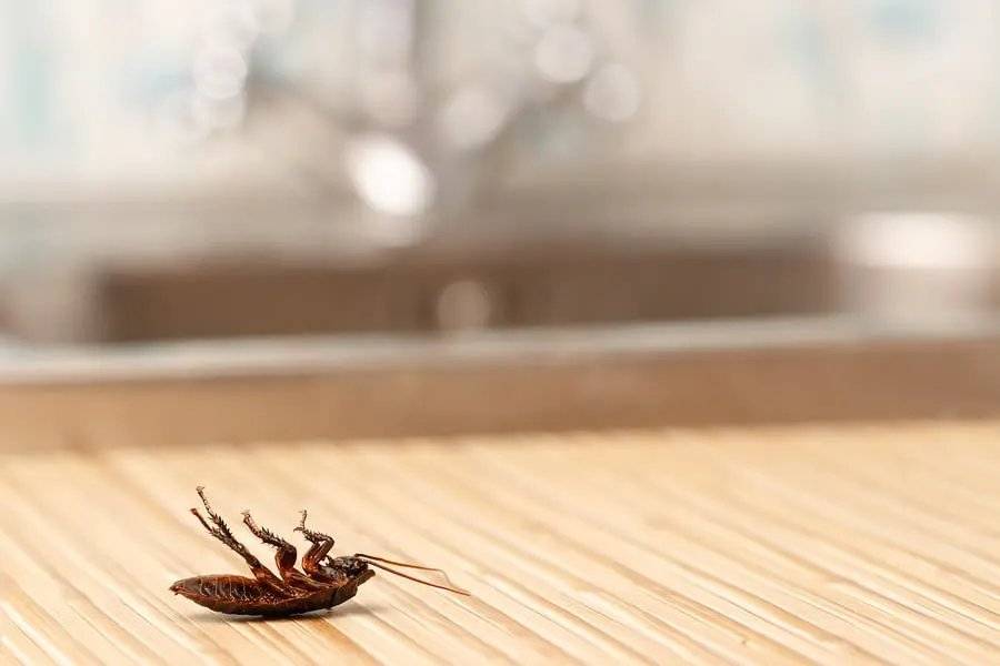 Best Practices To Prevent Pest Invasion at Your Rental Properties header image