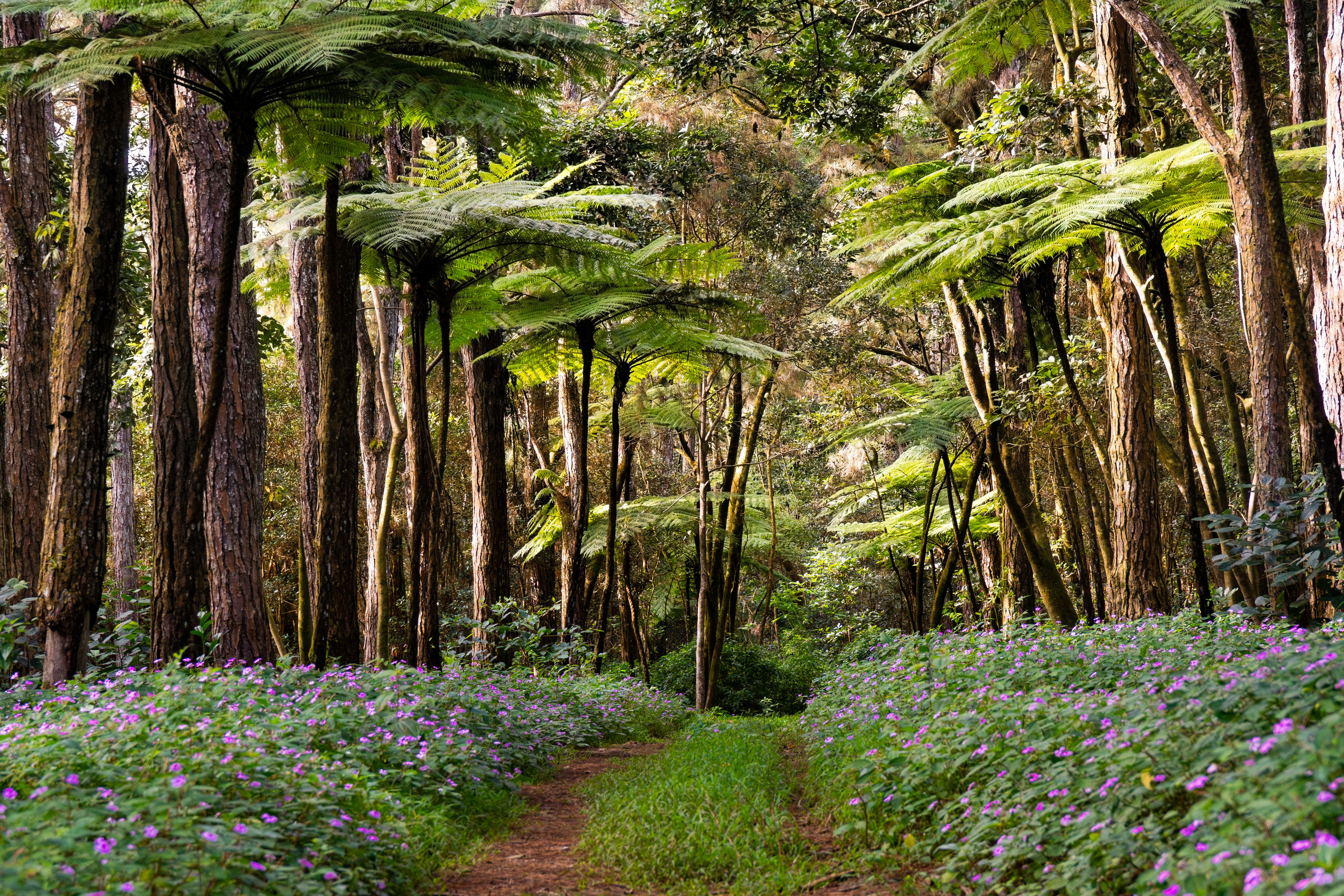 Sophie Nature Trail