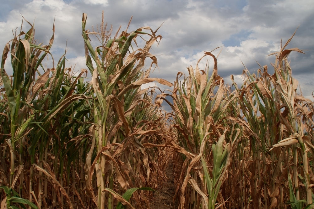 La Niña pode provocar estiagem no Rio Grande do Sul até março de 2021. (Fonte: Shutterstock)