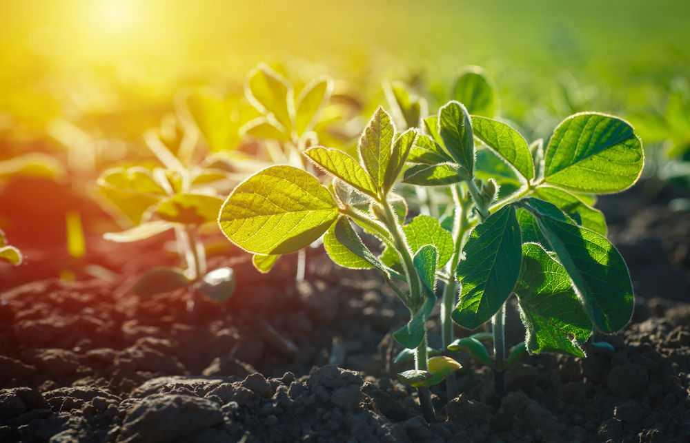 Replantio pode ser necessário em algumas áreas devido a problemas de germinação por estresse hídrico. (Fonte: Shutterstock)