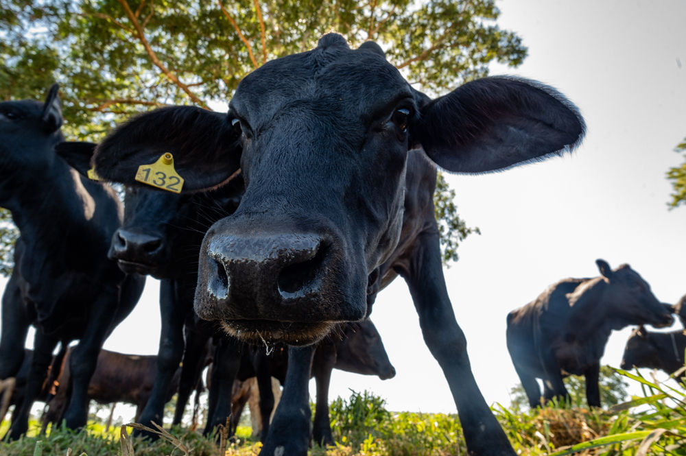 Boi ajudaria a controlar incêndios ao reduzir o tamanho da pastagem que pode secar e virar combustível para incêndios no Pantanal. (Fonte: Shutterstock)