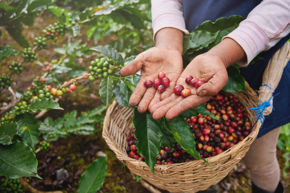 Produção de café é retomada com volta das chuvas.