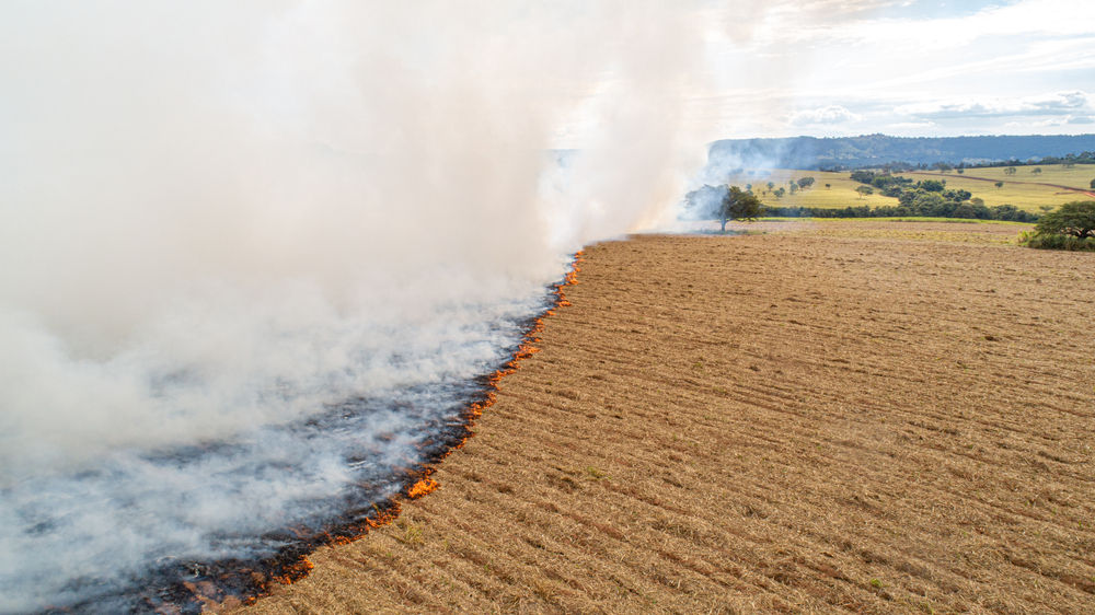 Cerca de 20% do Pantanal sofreu com os grandes incêndios deste ano. (Fonte: Shutterstock)