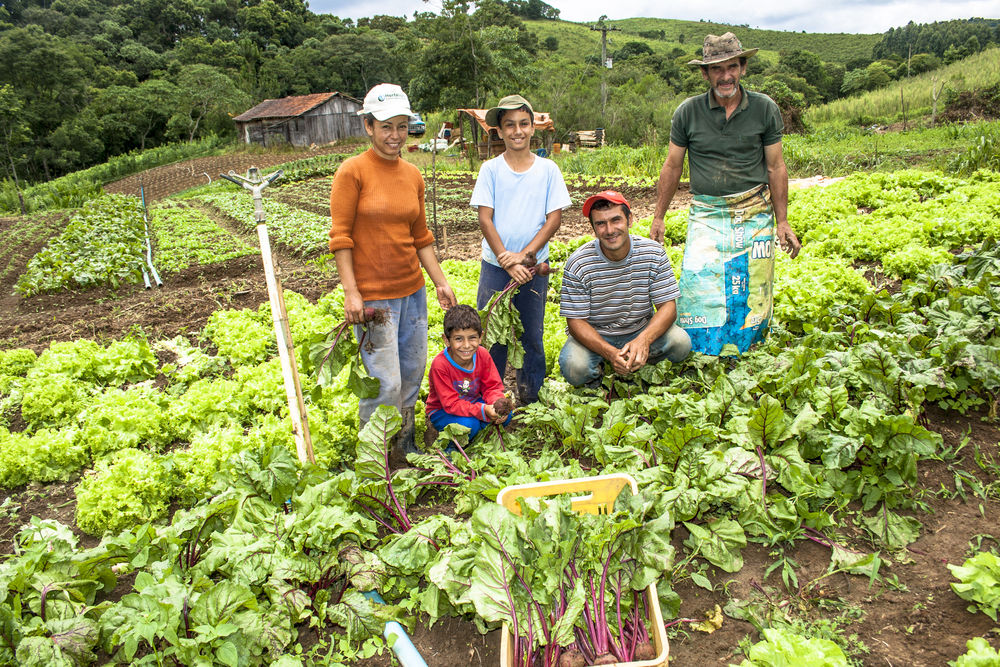 Agricultura familiar emprega 67% do total de pessoas ocupadas na agropecuária. (Fonte: Shutterstock/Alf Ribeiro/Reprodução)