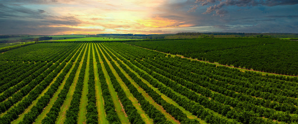 Para os analistas de agronegócio do Itaú BBA, boi, os altos preços das reposições devem desafiar as margens em um futuro próximo. (Fonte: Shutterstock/Diane Kuhl/Reprodução)