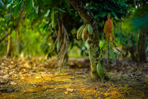 CPR verde permite ao agricultor ganhar com a preservação de árvores e com produção agrícola ao mesmo tempo. (Fonte: Shuttestock/raditya/Reprodução)