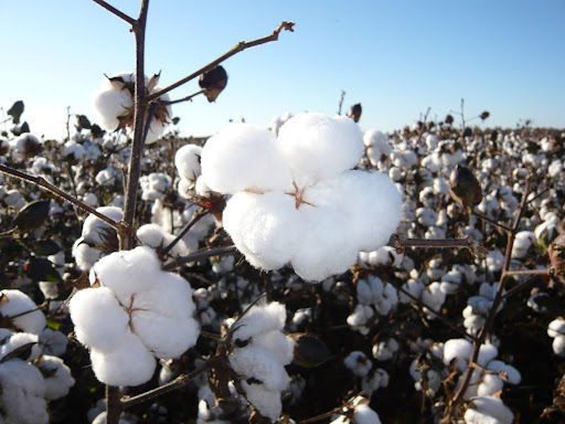 A cotonicultura brasileira se recuperou da infestação do bicudo-do-algodoeiro, que devastou lavouras por quase duas décadas em terras brasileiras. (Fonte: Amipa/Reprodução)