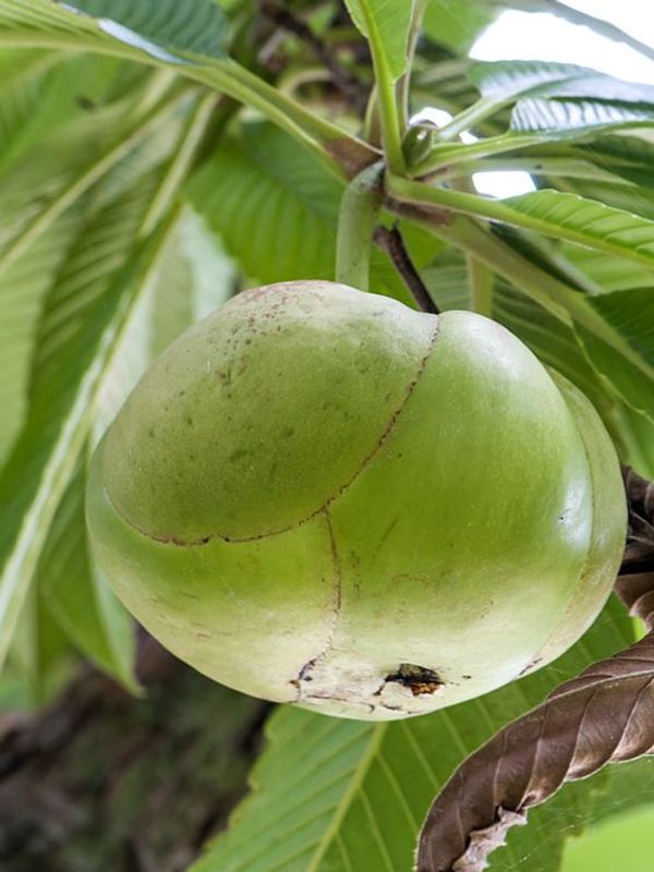 Elephant Apple