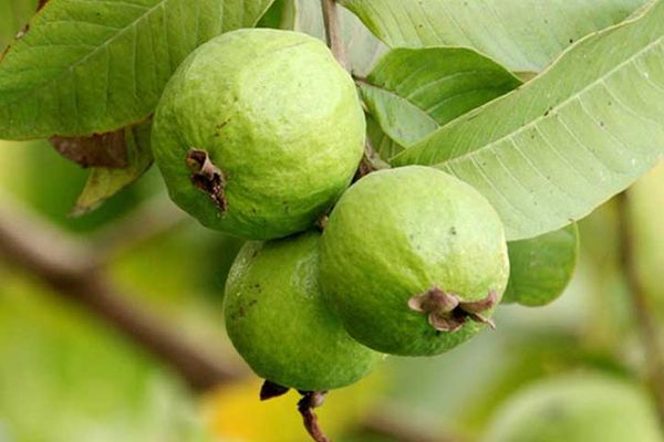 Guava