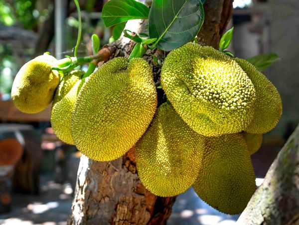 Jackfruit