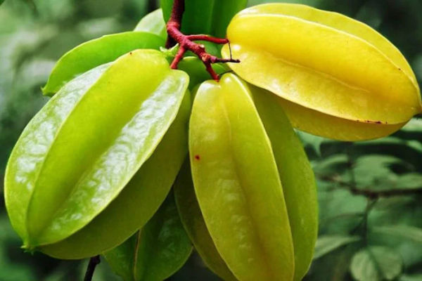 Carambola