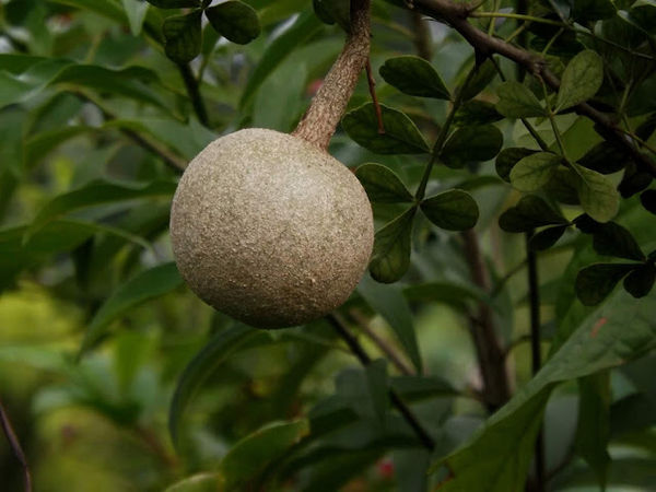 Elephant foot Apple
