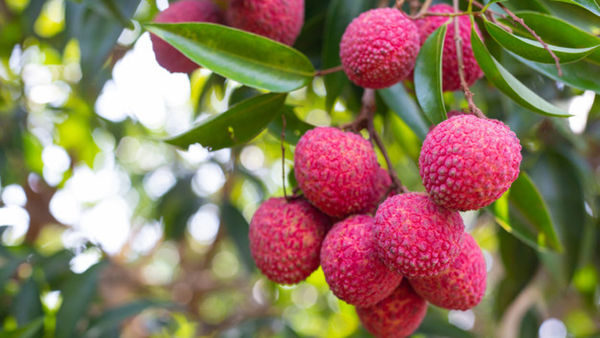 Lychee