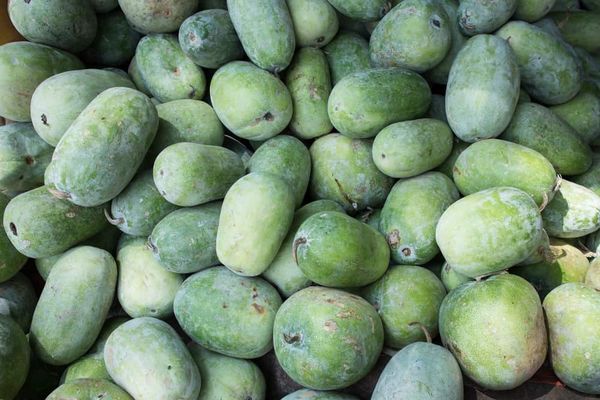 Ash Gourd