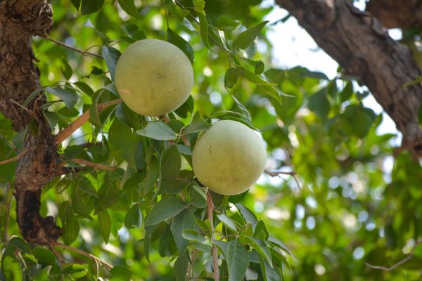 Wood Apple
