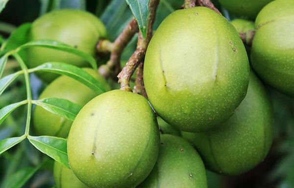 hog plum