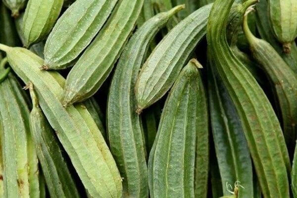 Ribbed Gourd