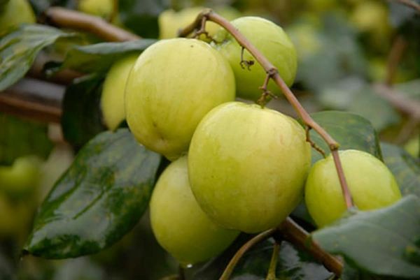 JUJUBE