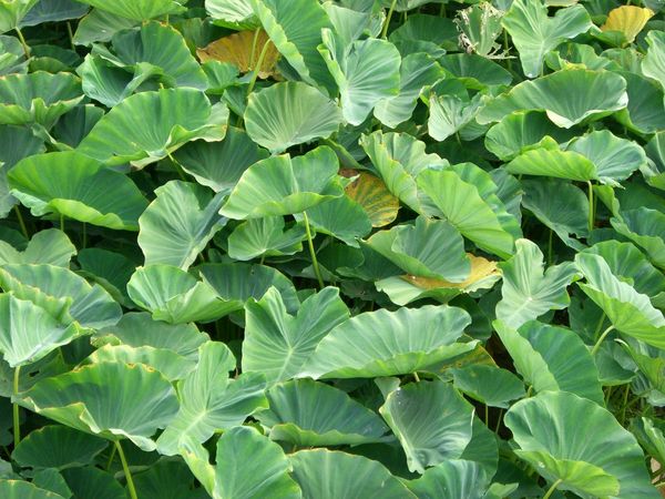 Arum