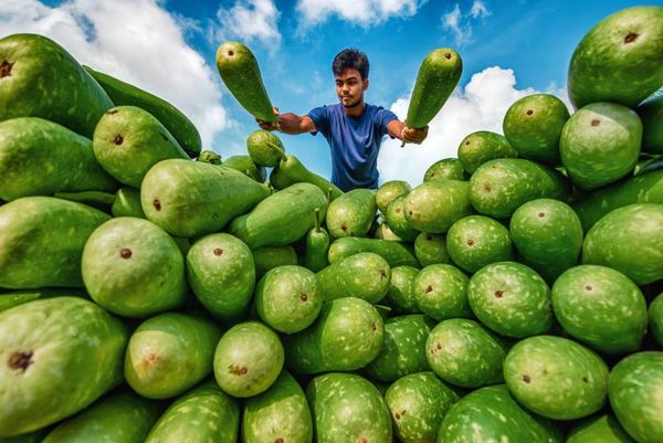 Bottle Gourd